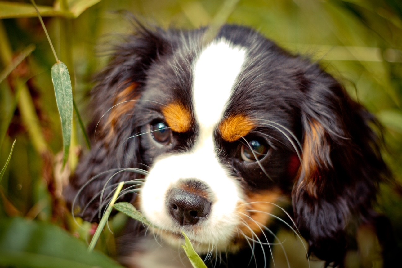 Rhodie, a Tricolor Cavalier King Charles Spaniel