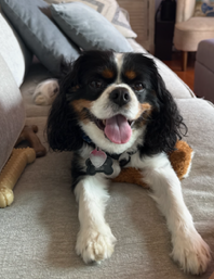 Rhodie, a Tricolor Cavalier King Charles Spaniel