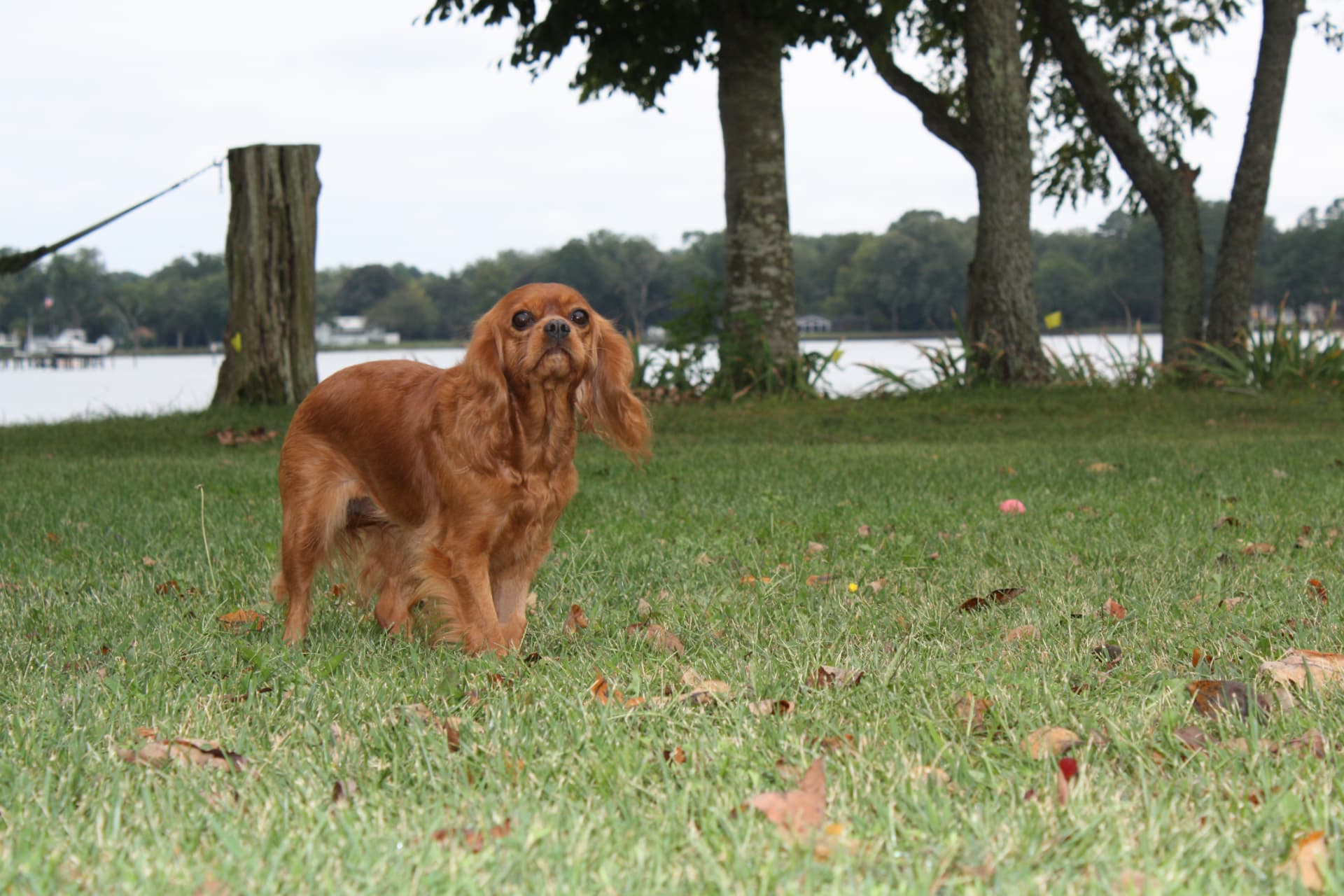 Keelie, a Ruby Cavalier King Charles Spaniel