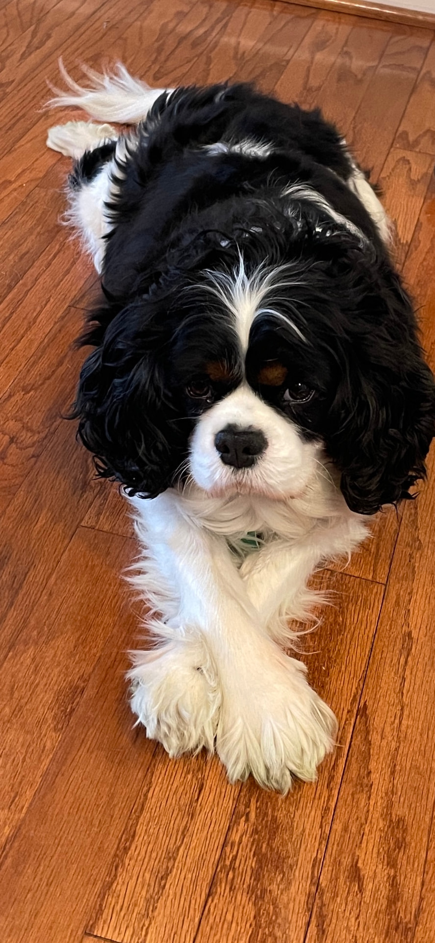 Sir Theodore Matthews of Gloucester, a Tricolor Cavalier King Charles Spaniel