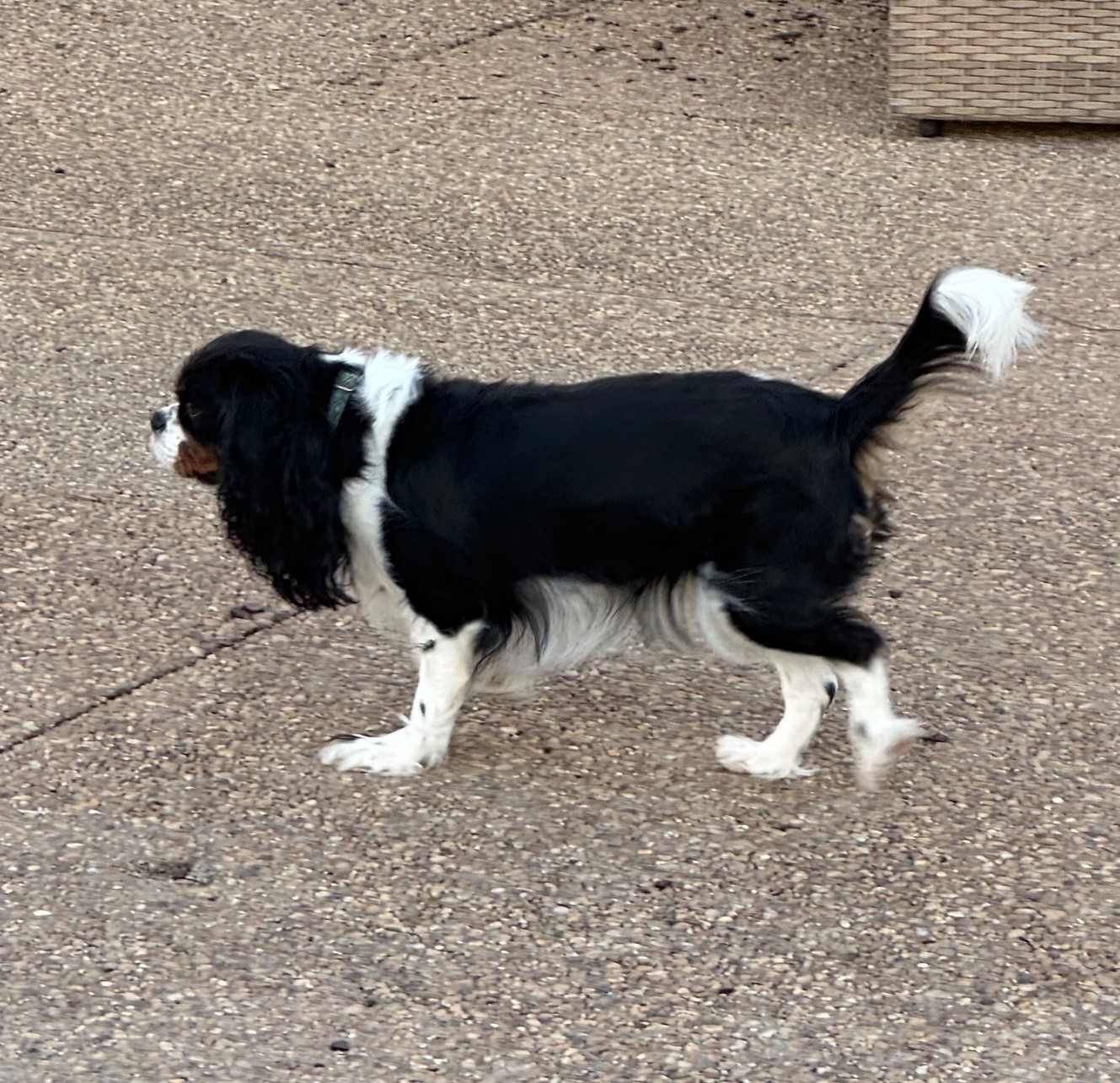 Shelbie, a Tricolor Cavalier King Charles Spaniel
