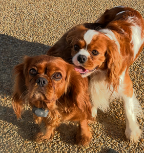 Toby and Ruger standing side by side outdoors