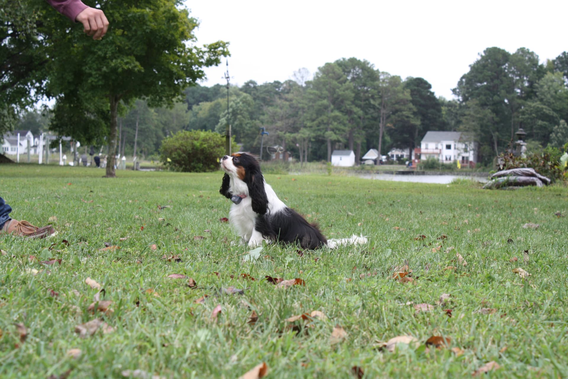 Layla, a Tricolor Cavalier King Charles Spaniel