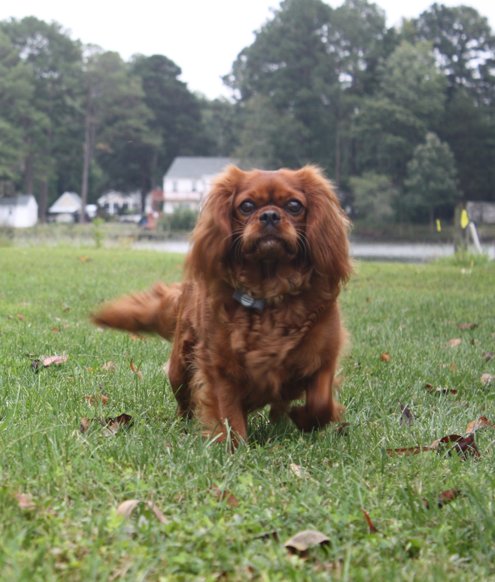 Madam Merlot of Gloucester, a Ruby Cavalier King Charles Spaniel