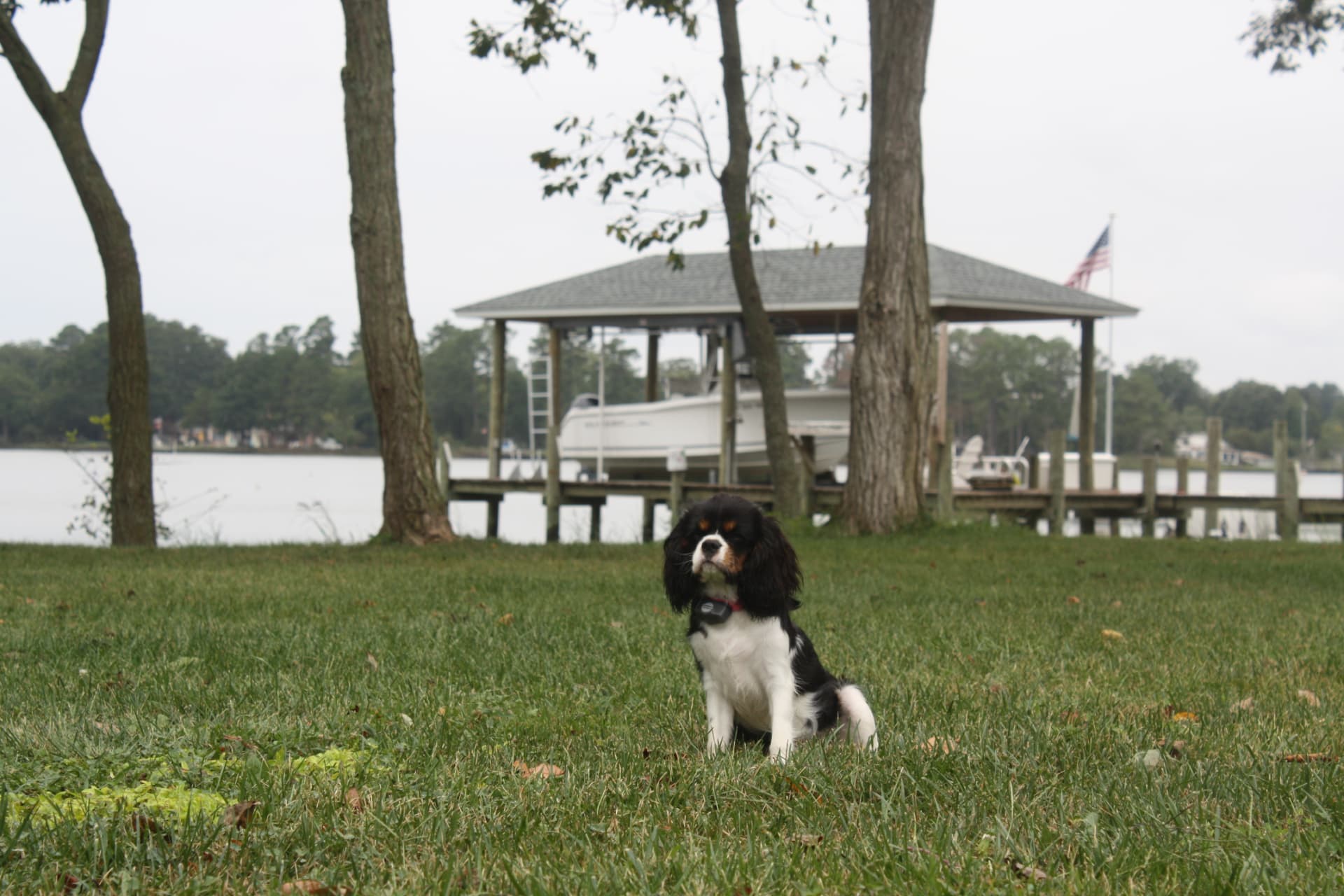 Lady Willow of Gloucester, a Tricolor Cavalier King Charles Spaniel