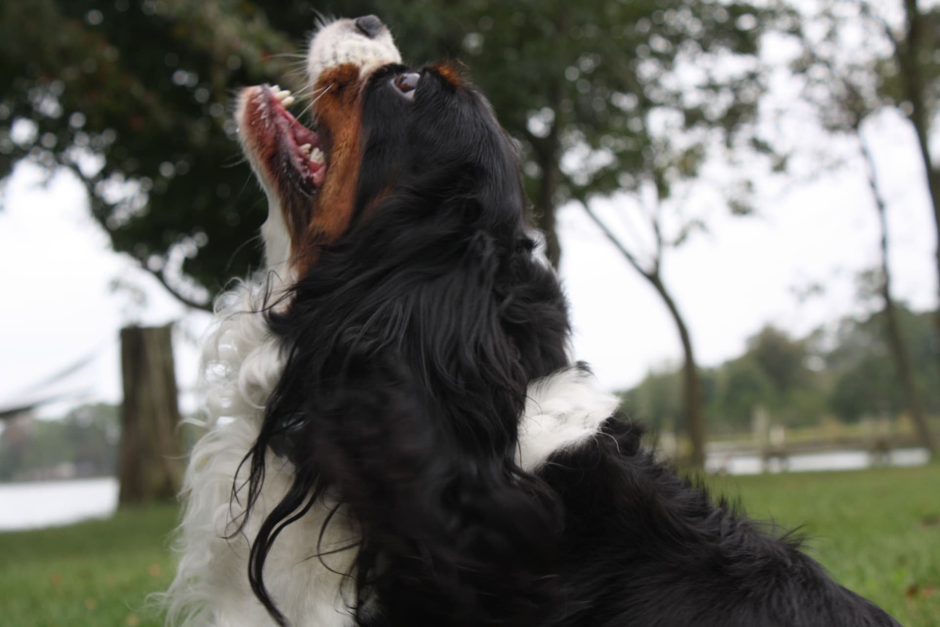 Shelbie, a Tricolor Cavalier King Charles Spaniel