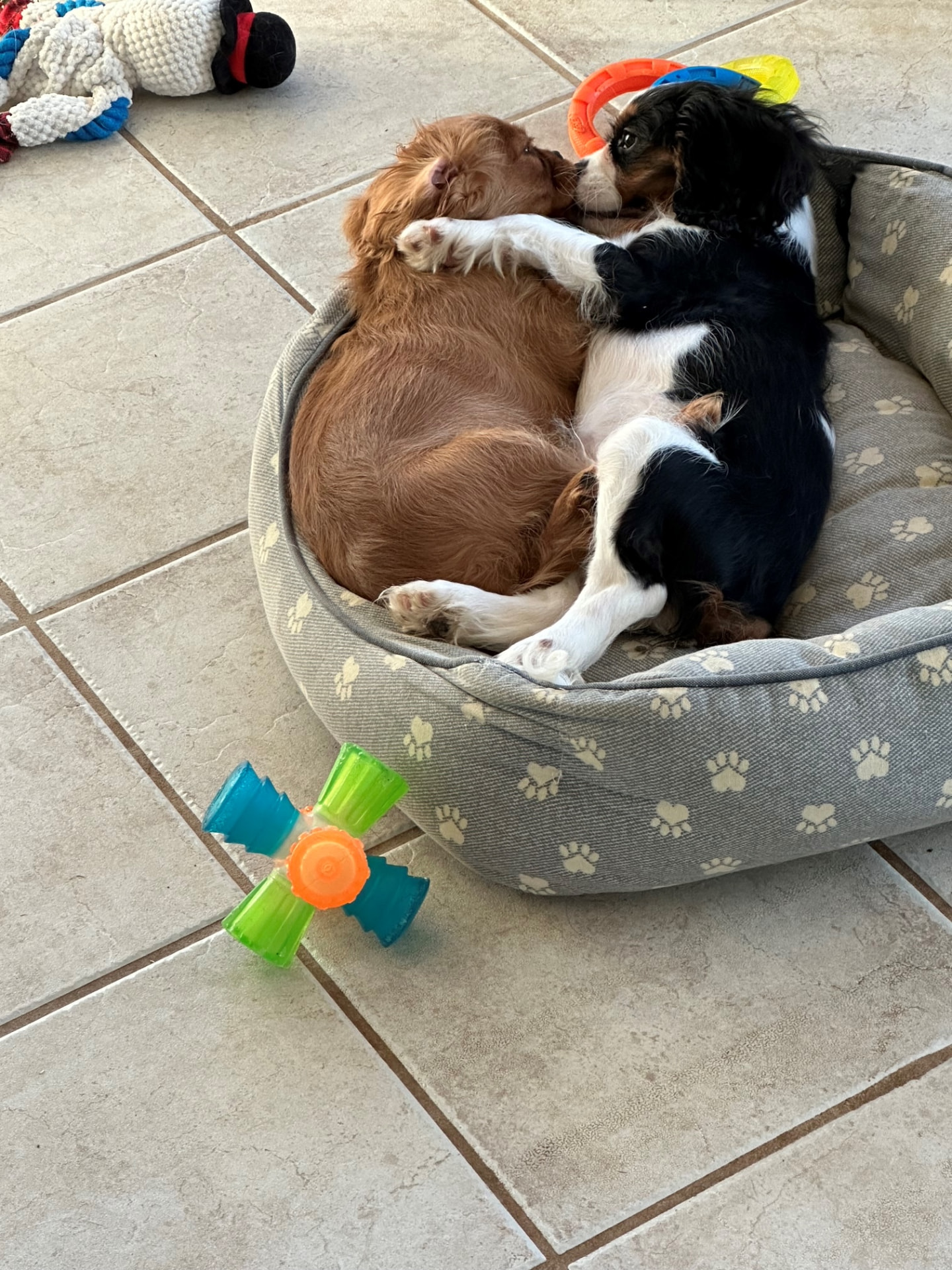 Ruby and tricolor Cavalier puppies curled up together in a bed