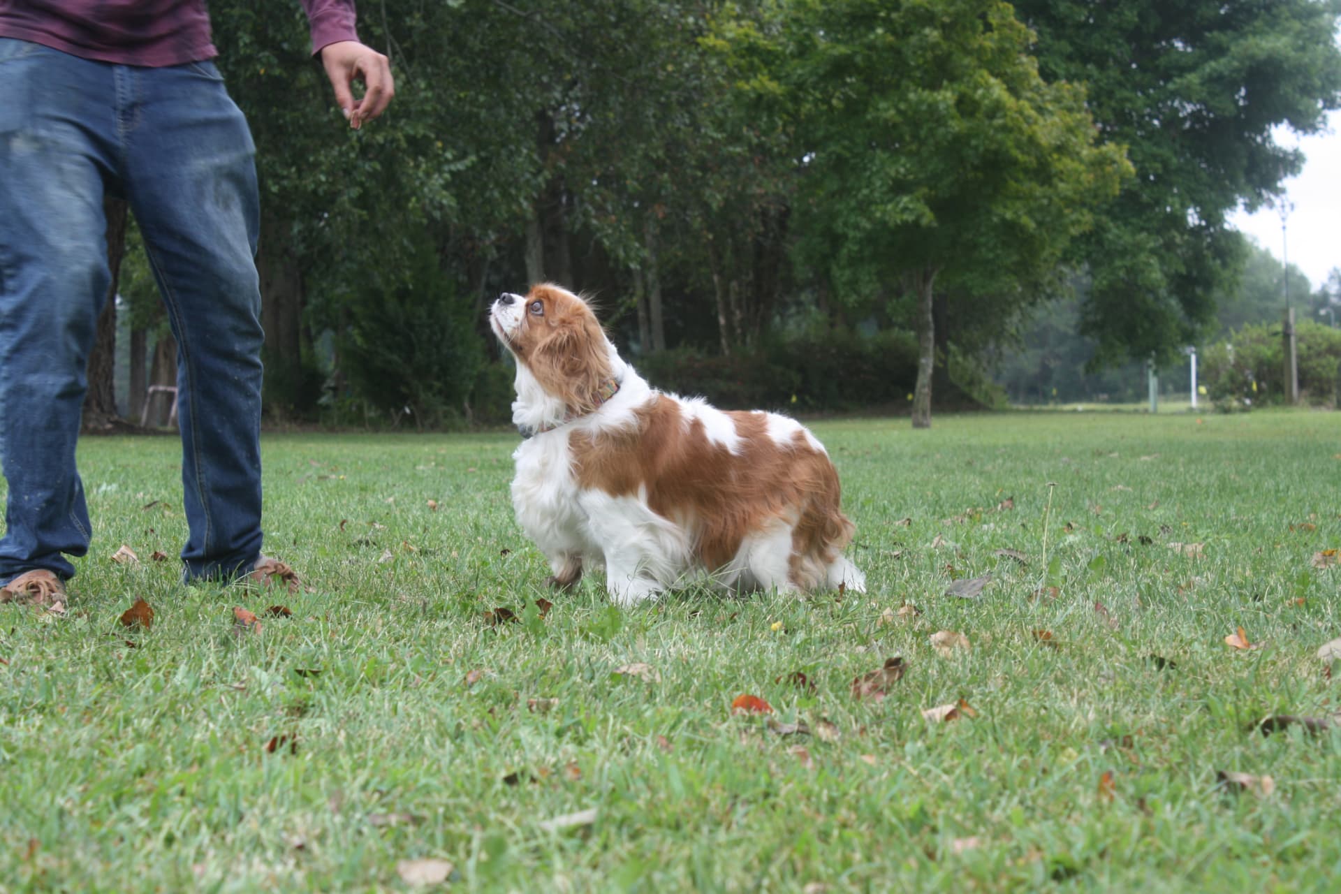 Cassidy, a Blenheim Cavalier King Charles Spaniel