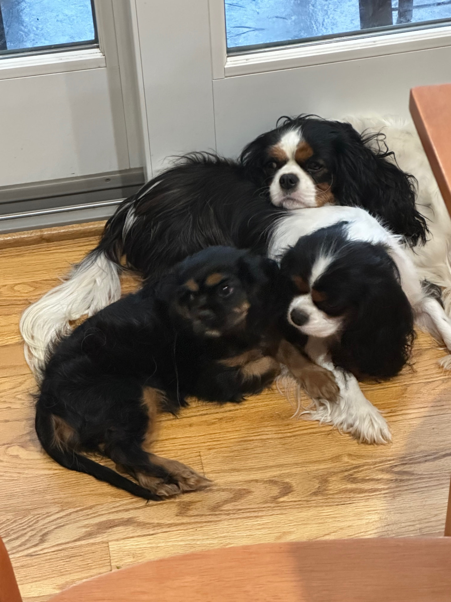 Three Cavaliers resting together on a wood floor