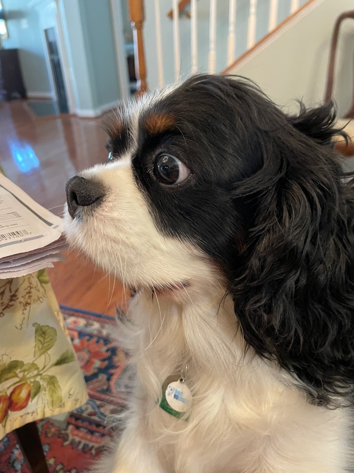 Theo, a Tricolor Cavalier King Charles Spaniel