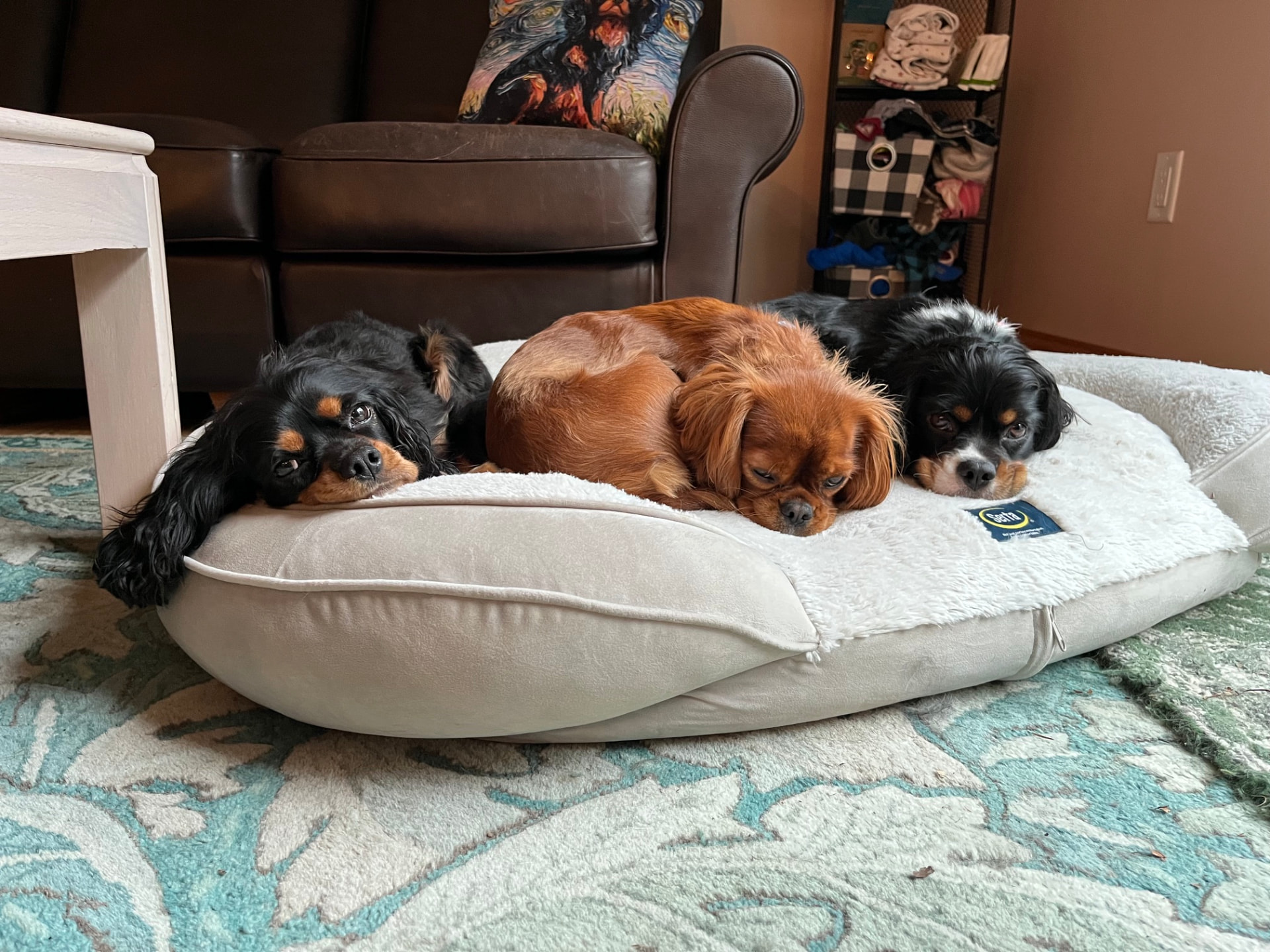 Three Cavaliers curled up together on a large dog bed