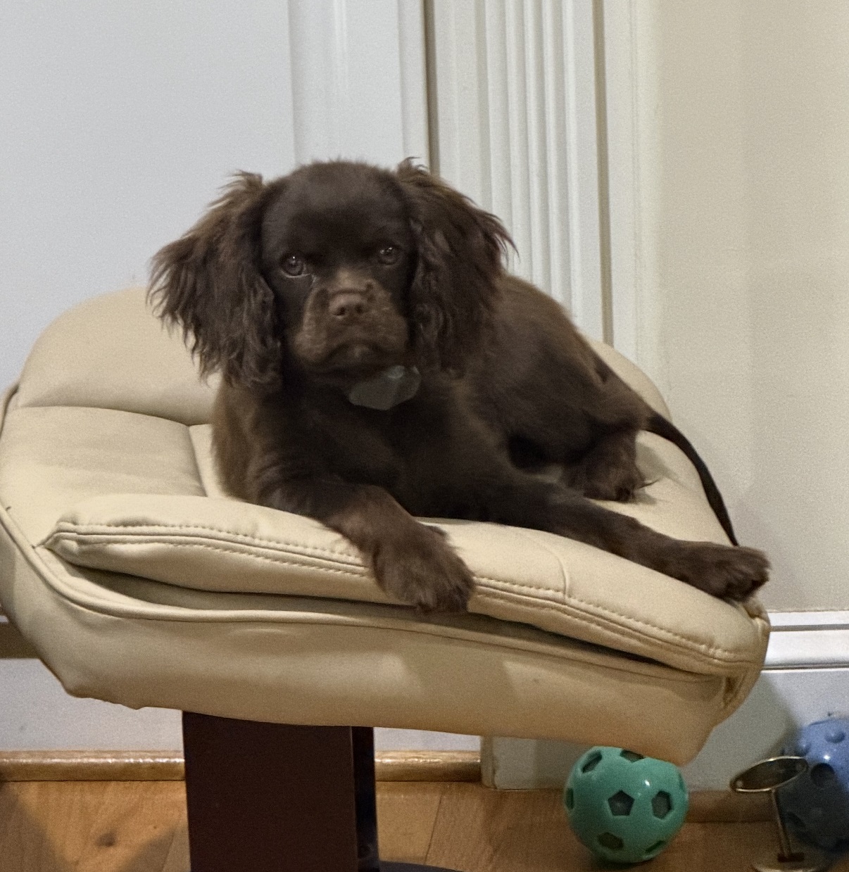 Lady Godiva of Gloucester, a Chocolate Cavalier King Charles Spaniel