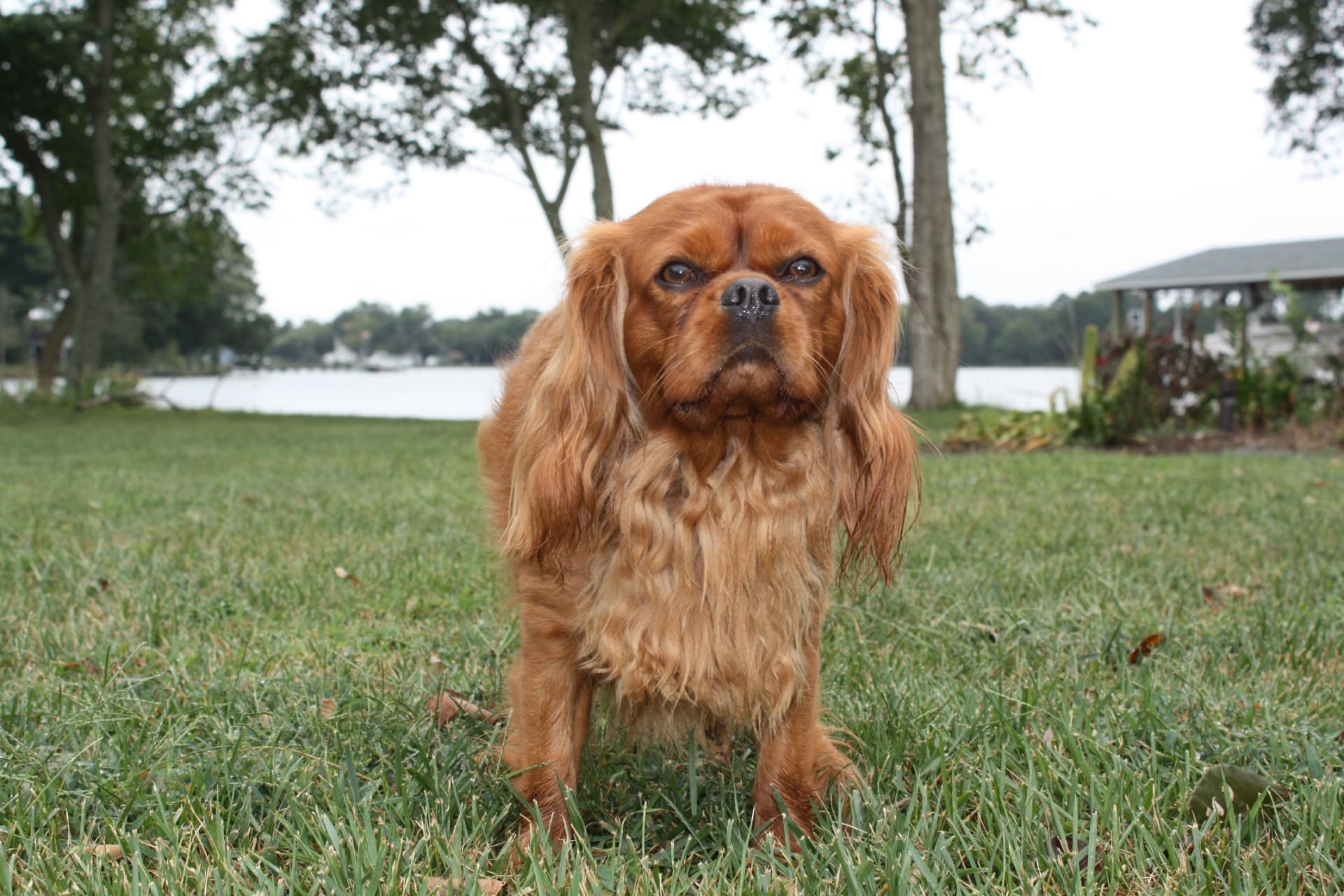 Sir Toby Matthews of Gloucester, a Ruby Cavalier King Charles Spaniel