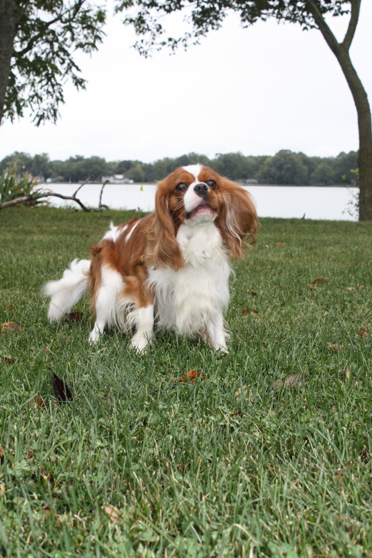 Ruger, a Blenheim Cavalier King Charles Spaniel, standing in the grass beside a lake
