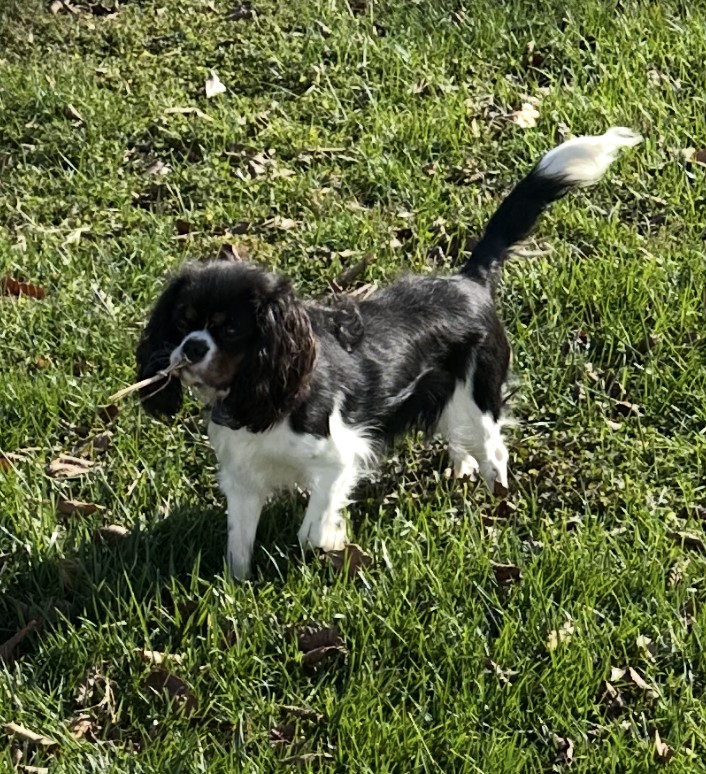 Willow, a Tricolor Cavalier King Charles Spaniel