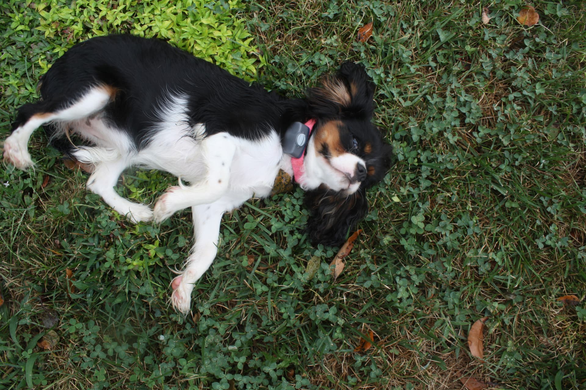 Willow, a Tricolor Cavalier King Charles Spaniel