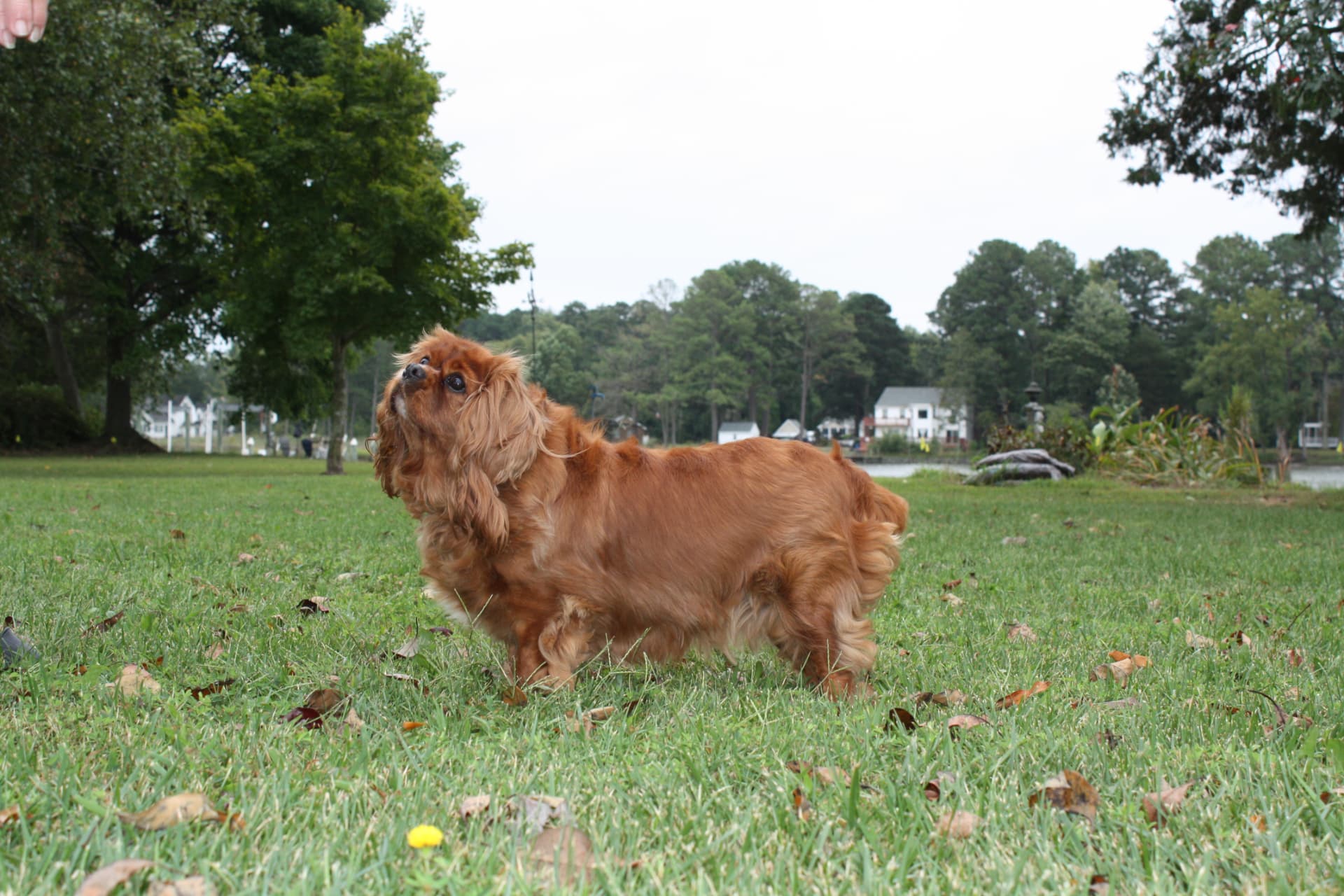 Marlee, a Ruby Cavalier King Charles Spaniel