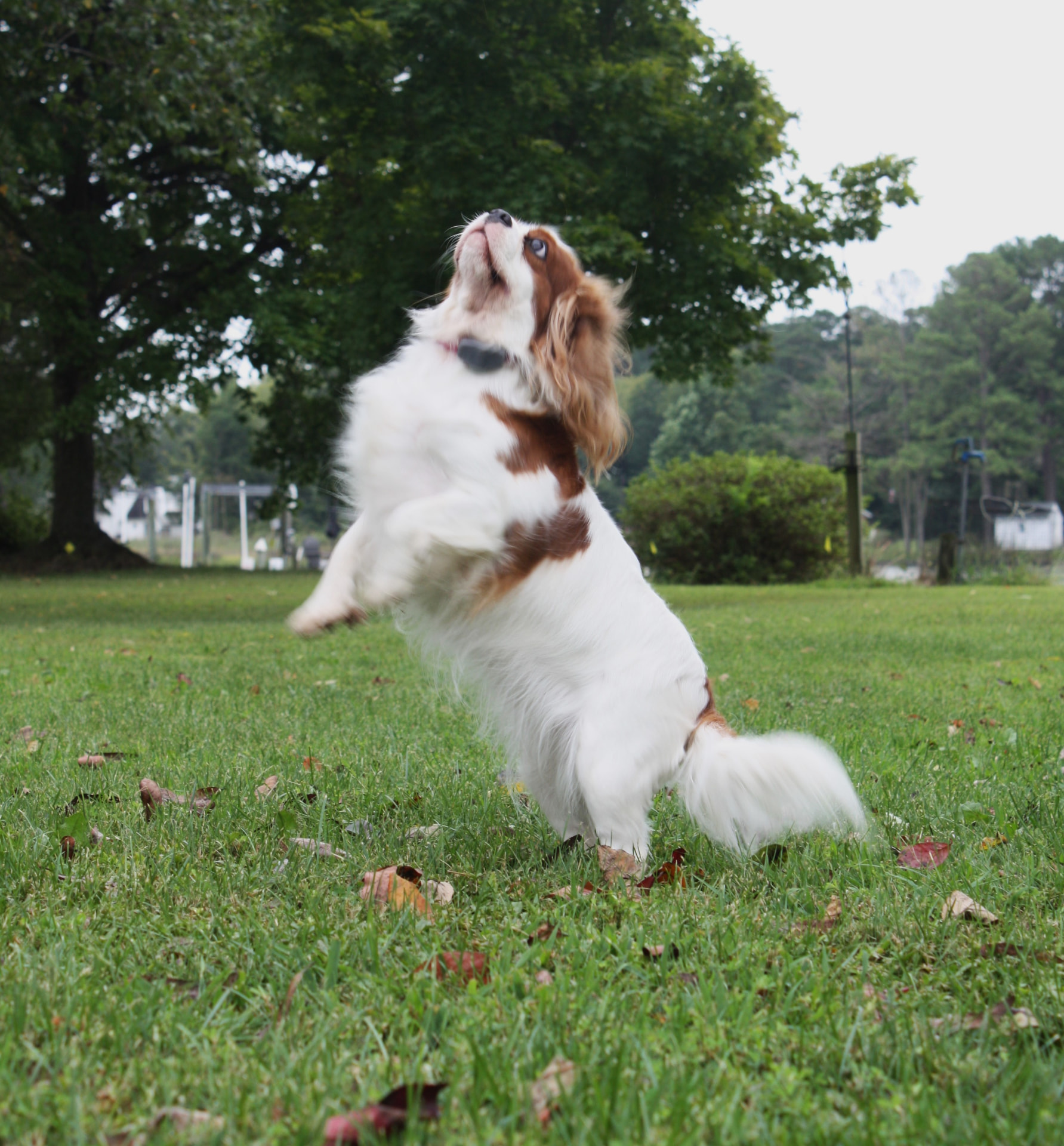 Sasha, a Blenheim Cavalier King Charles Spaniel