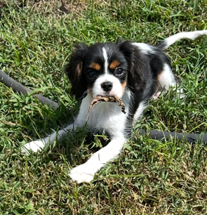 Willow, a Tricolor Cavalier King Charles Spaniel