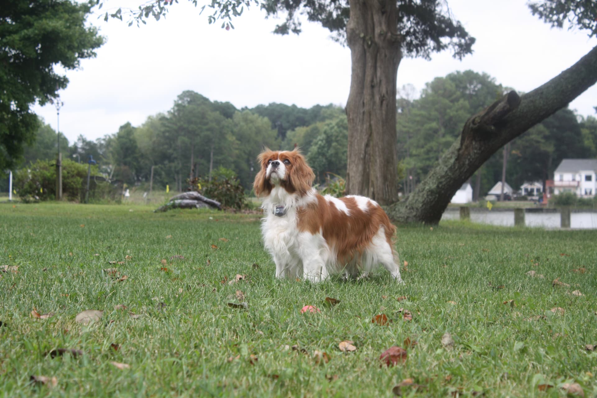 Lady Cassidy of Gloucester, a Blenheim Cavalier King Charles Spaniel