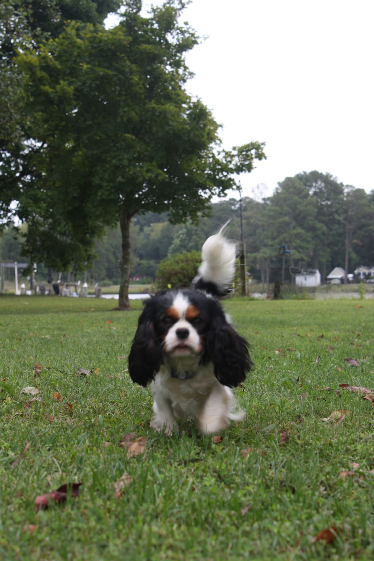 Tory, a Tricolor Cavalier King Charles Spaniel