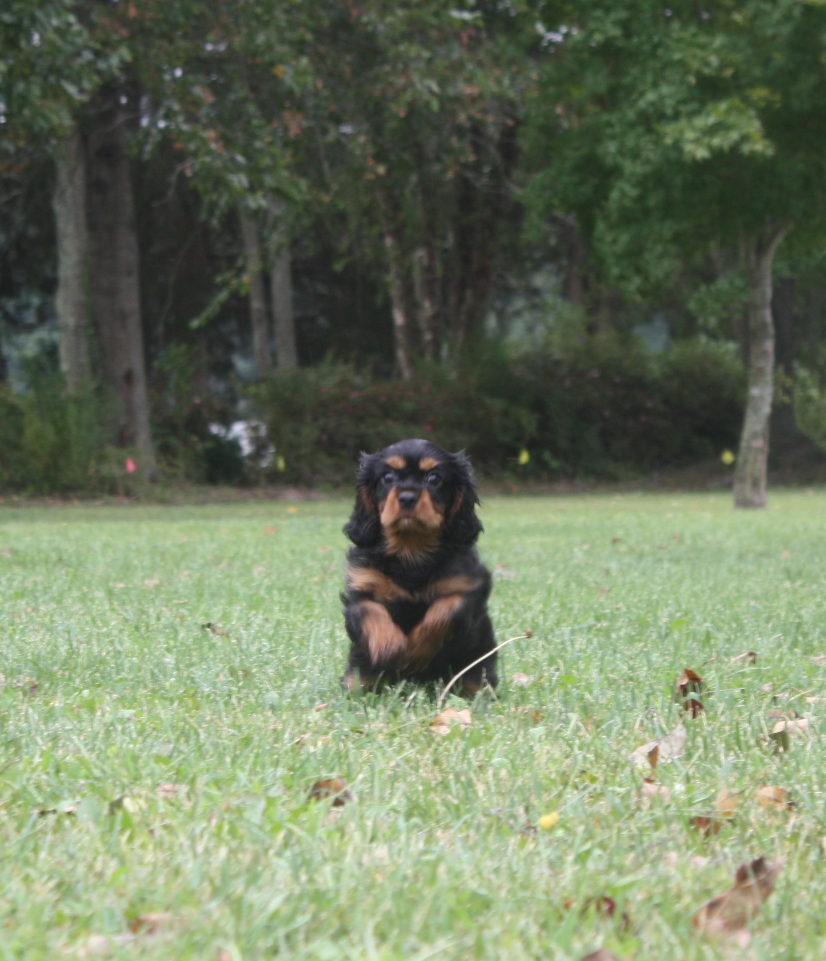 Raven, a Black & Tan Cavalier King Charles Spaniel
