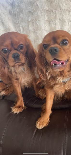 Two ruby Cavaliers sitting close together on a leather sofa