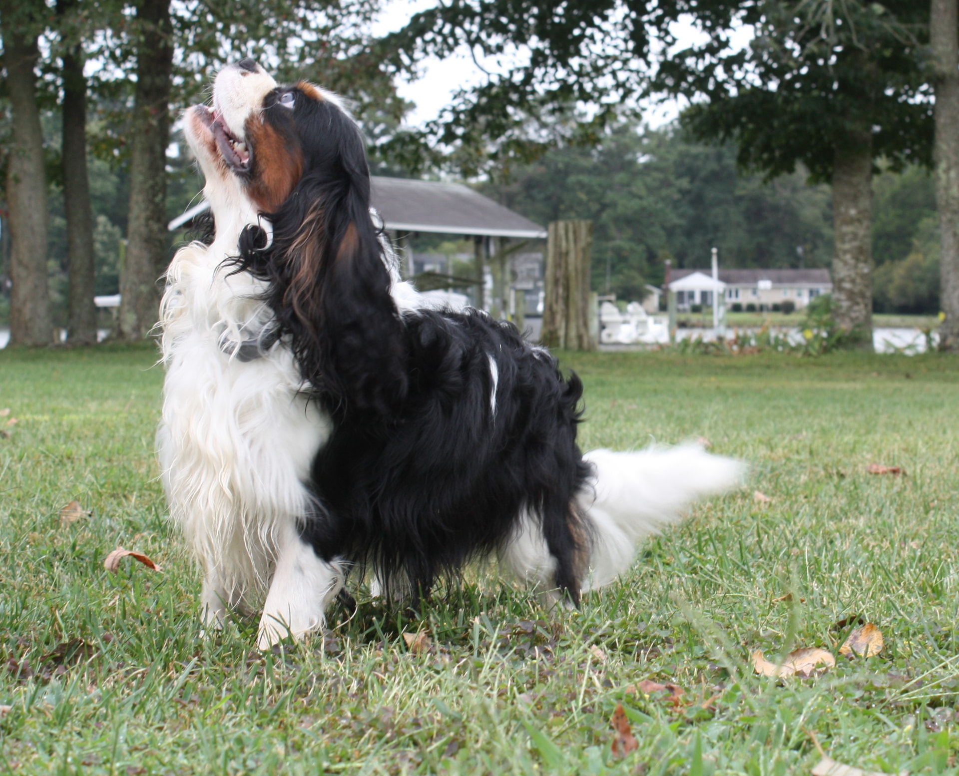 Lady Skylar of Gloucester, a Tricolor Cavalier King Charles Spaniel