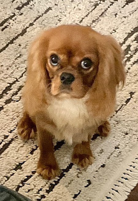 Remy, a Ruby Cavalier King Charles Spaniel
