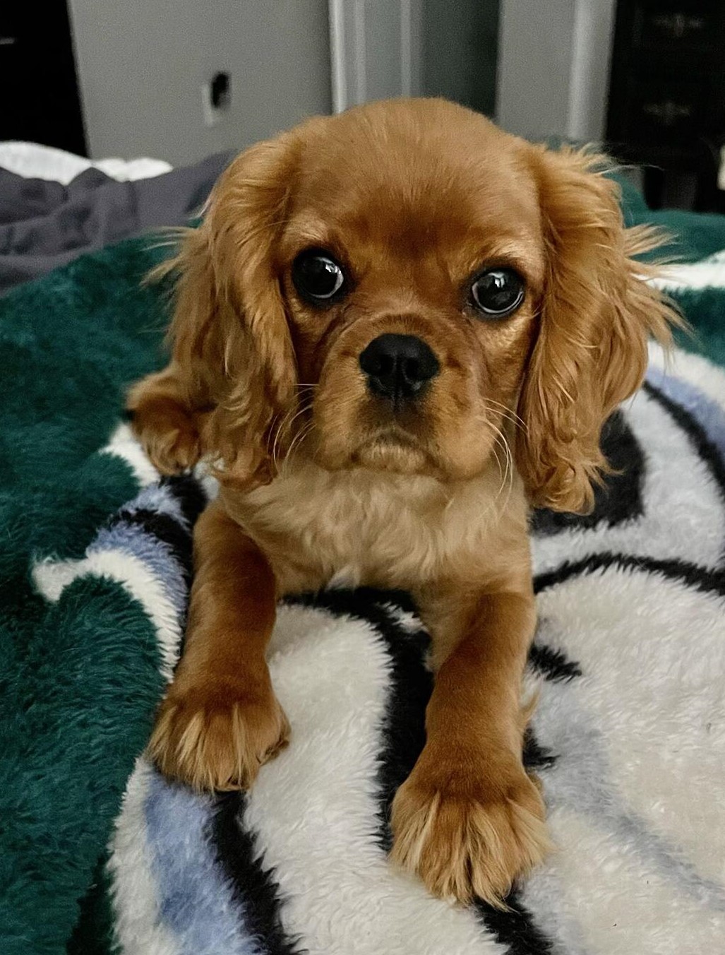 Remy, a Ruby Cavalier King Charles Spaniel