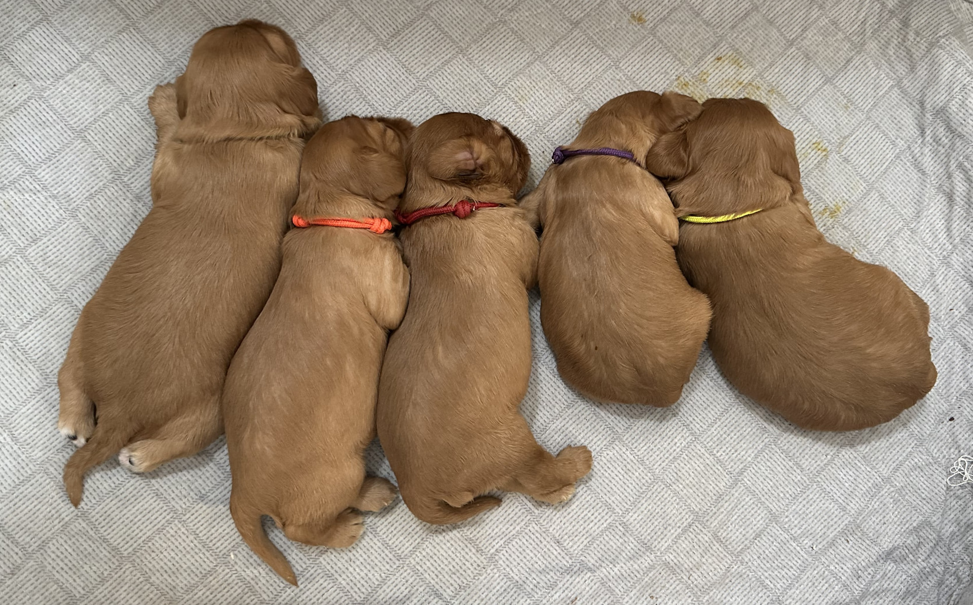 Five newborn ruby Cavalier puppies sleeping side by side