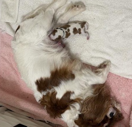 Sasha resting beside her newborn Cavalier puppy