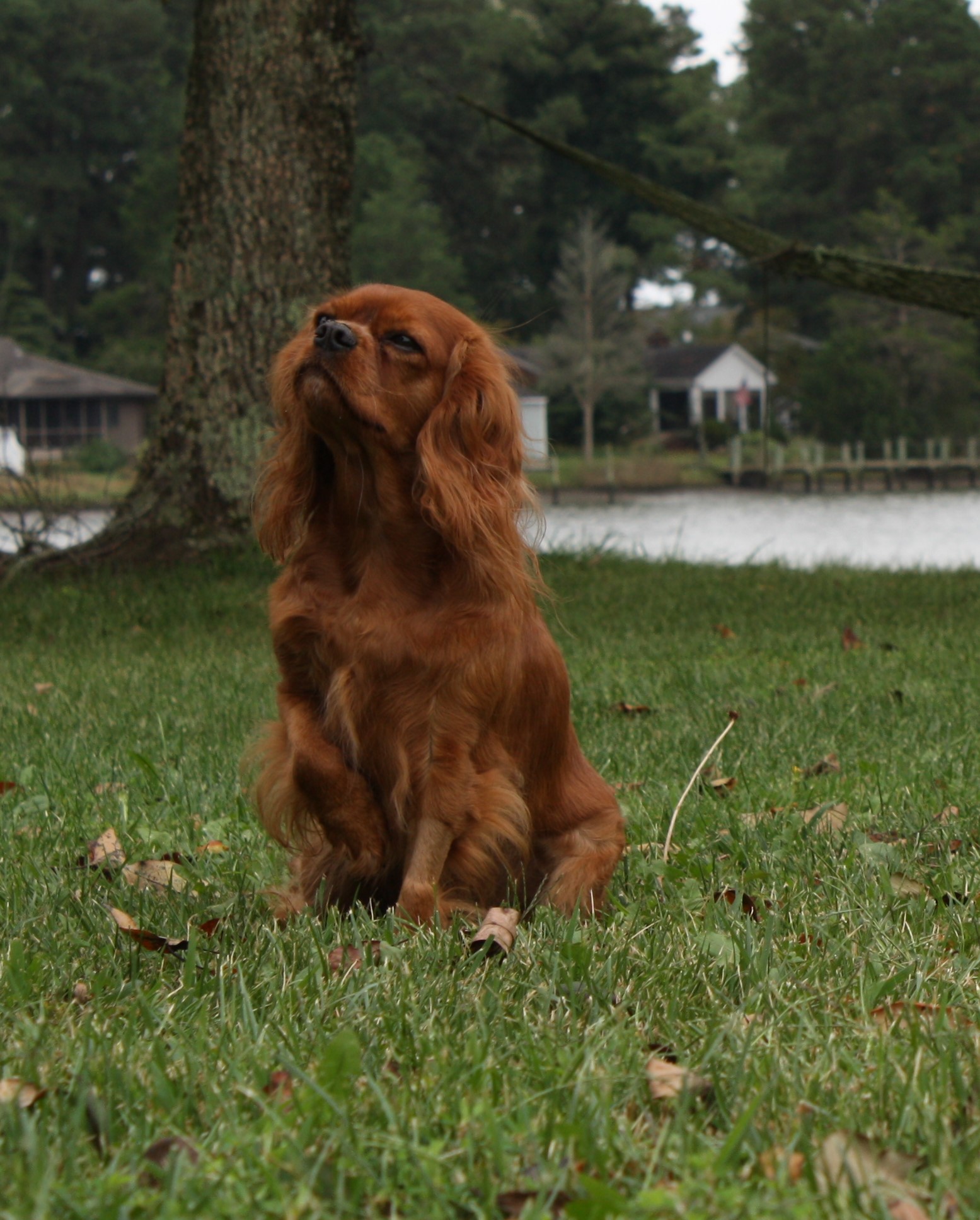 Lady Keelie of Gloucester, a Ruby Cavalier King Charles Spaniel