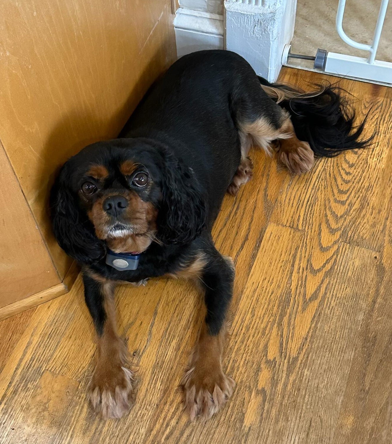A black and tan Cavalier resting on a hardwood floor