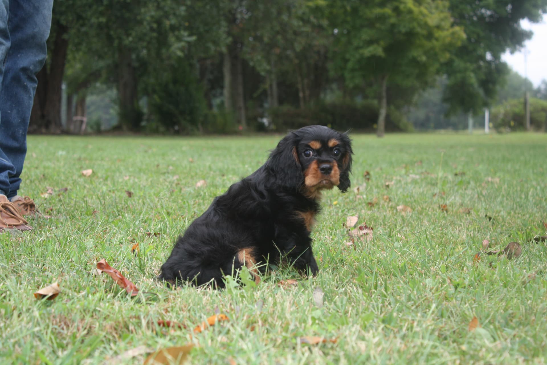 Precious Raven of Gloucester, a Black & Tan Cavalier King Charles Spaniel
