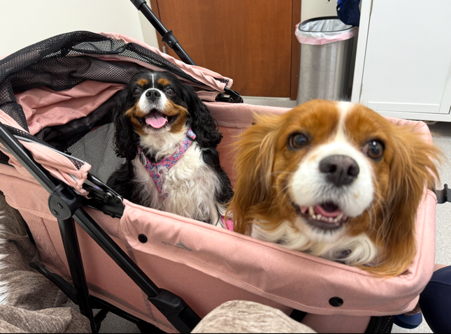 Cassidy, a Blenheim Cavalier King Charles Spaniel
