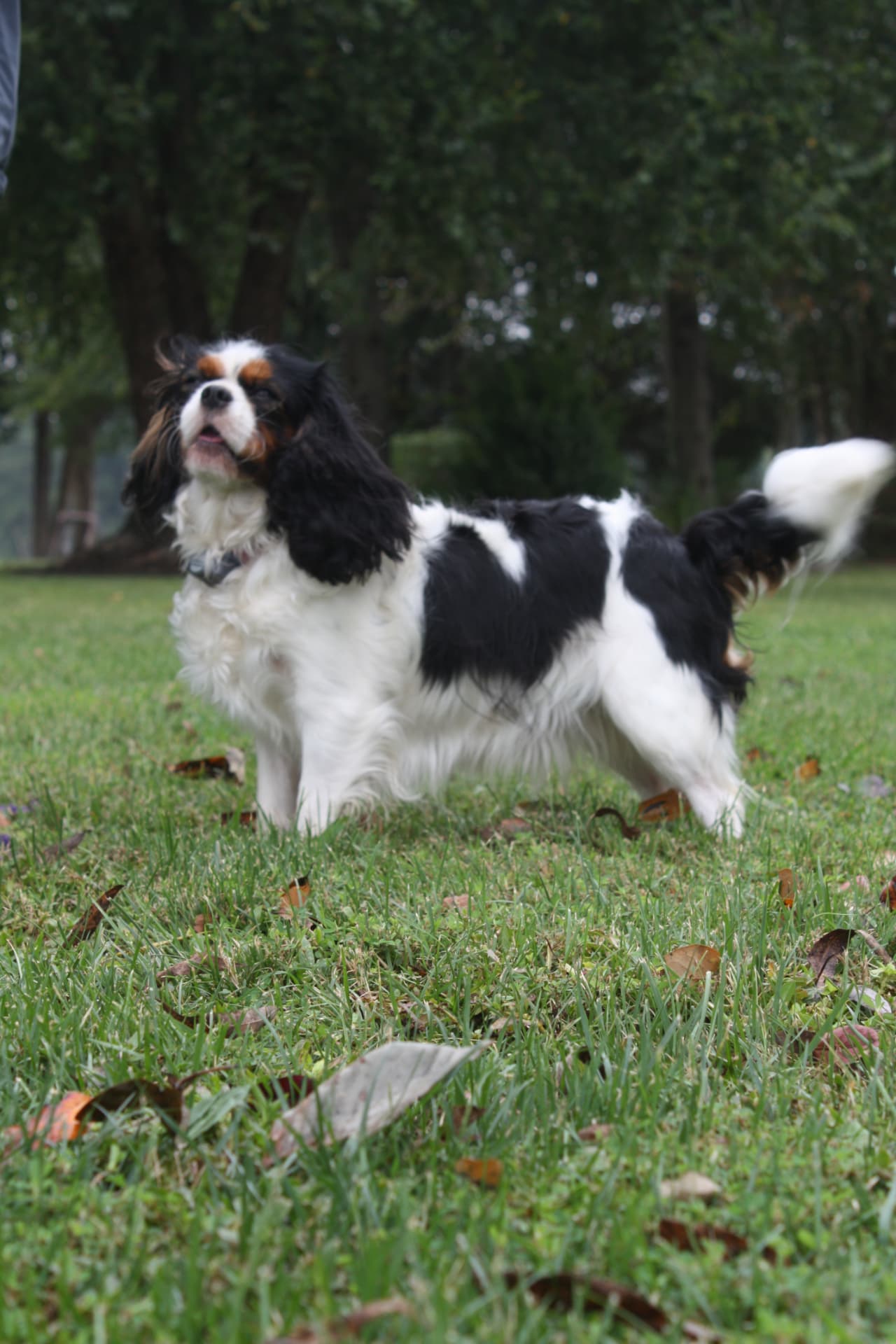 Lady Victoria of Gloucester, a Tricolor Cavalier King Charles Spaniel