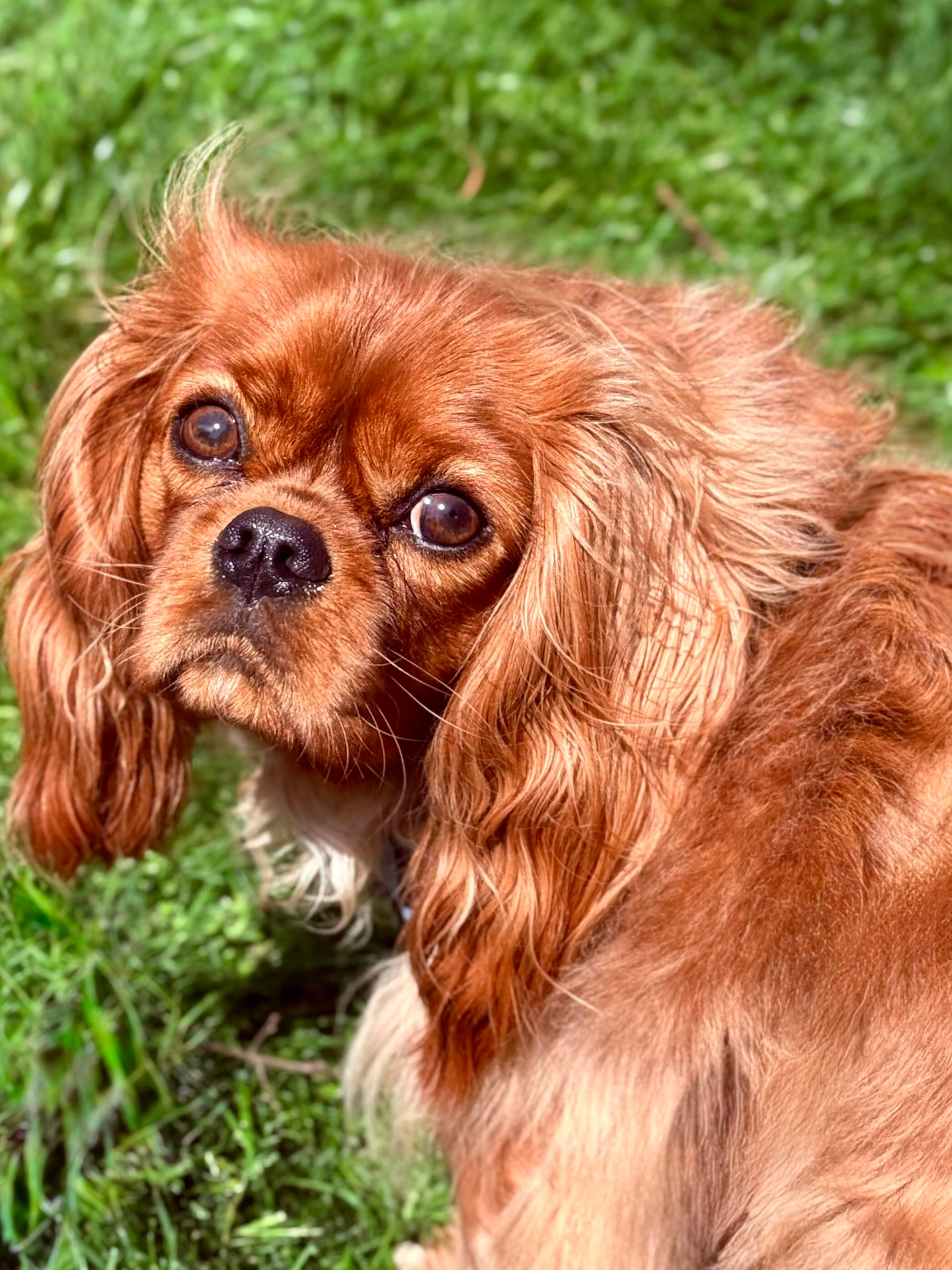 Remy, a Ruby Cavalier placed in Alumni