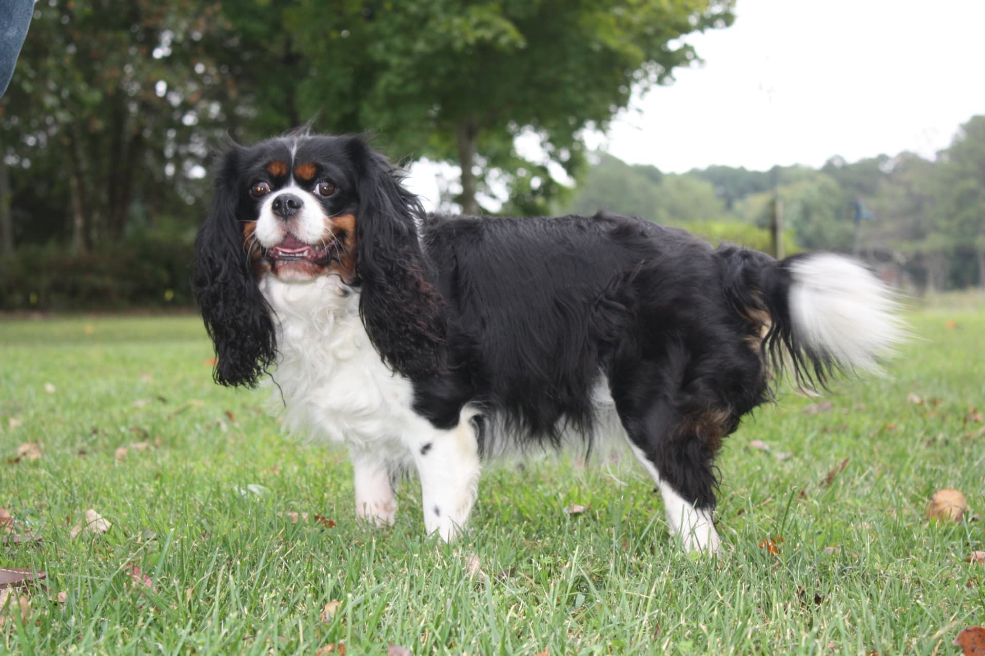 Lady Shelbie Matthews of Gloucester, a Tricolor Cavalier King Charles Spaniel