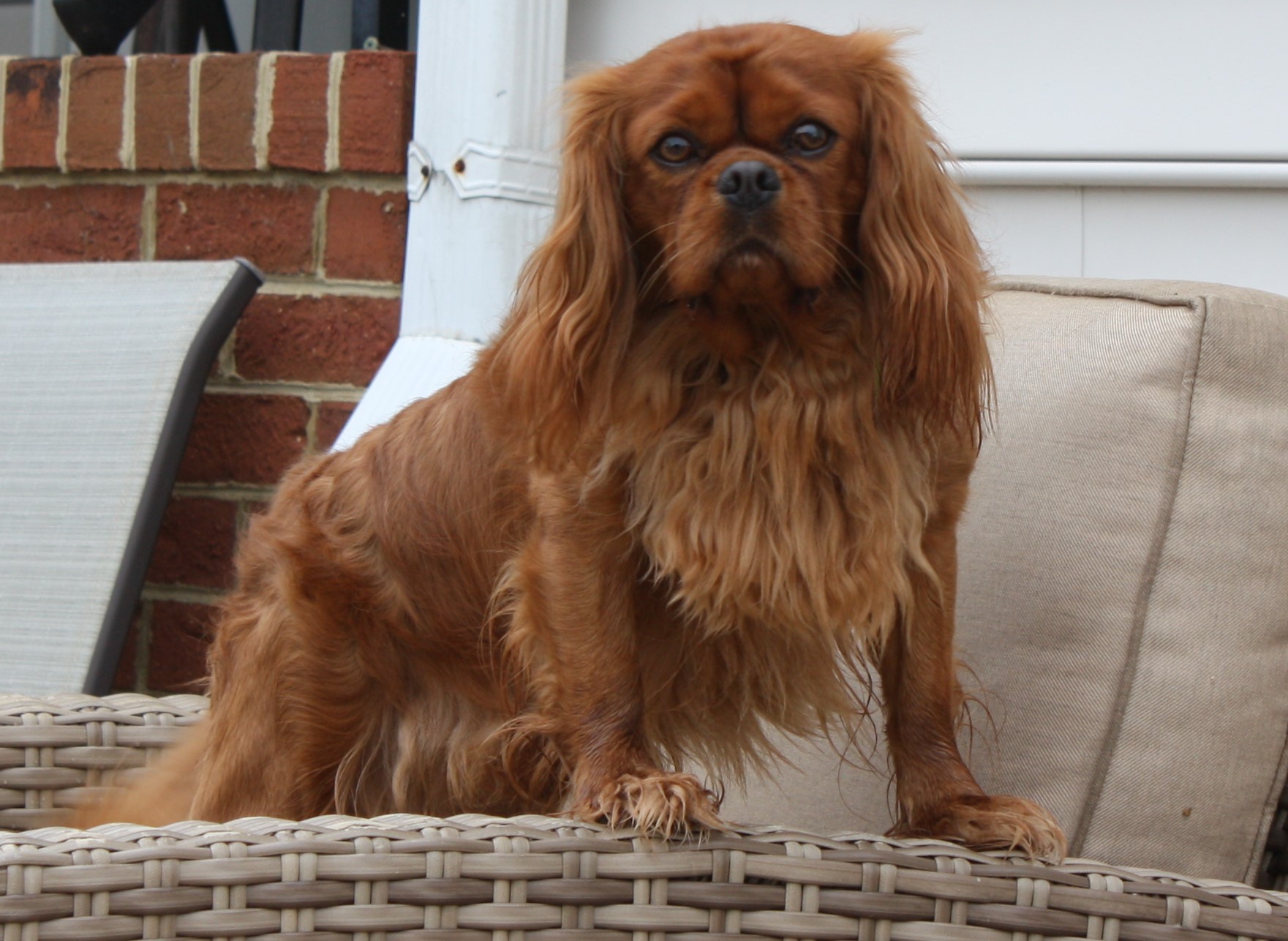 Toby, a Ruby Cavalier King Charles Spaniel