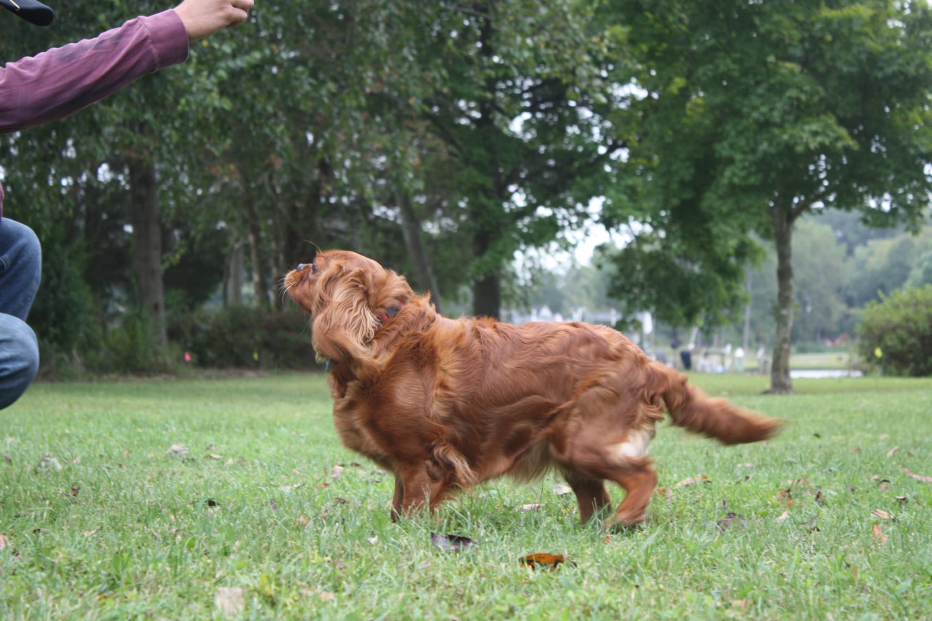 Merlot, a Ruby Cavalier King Charles Spaniel