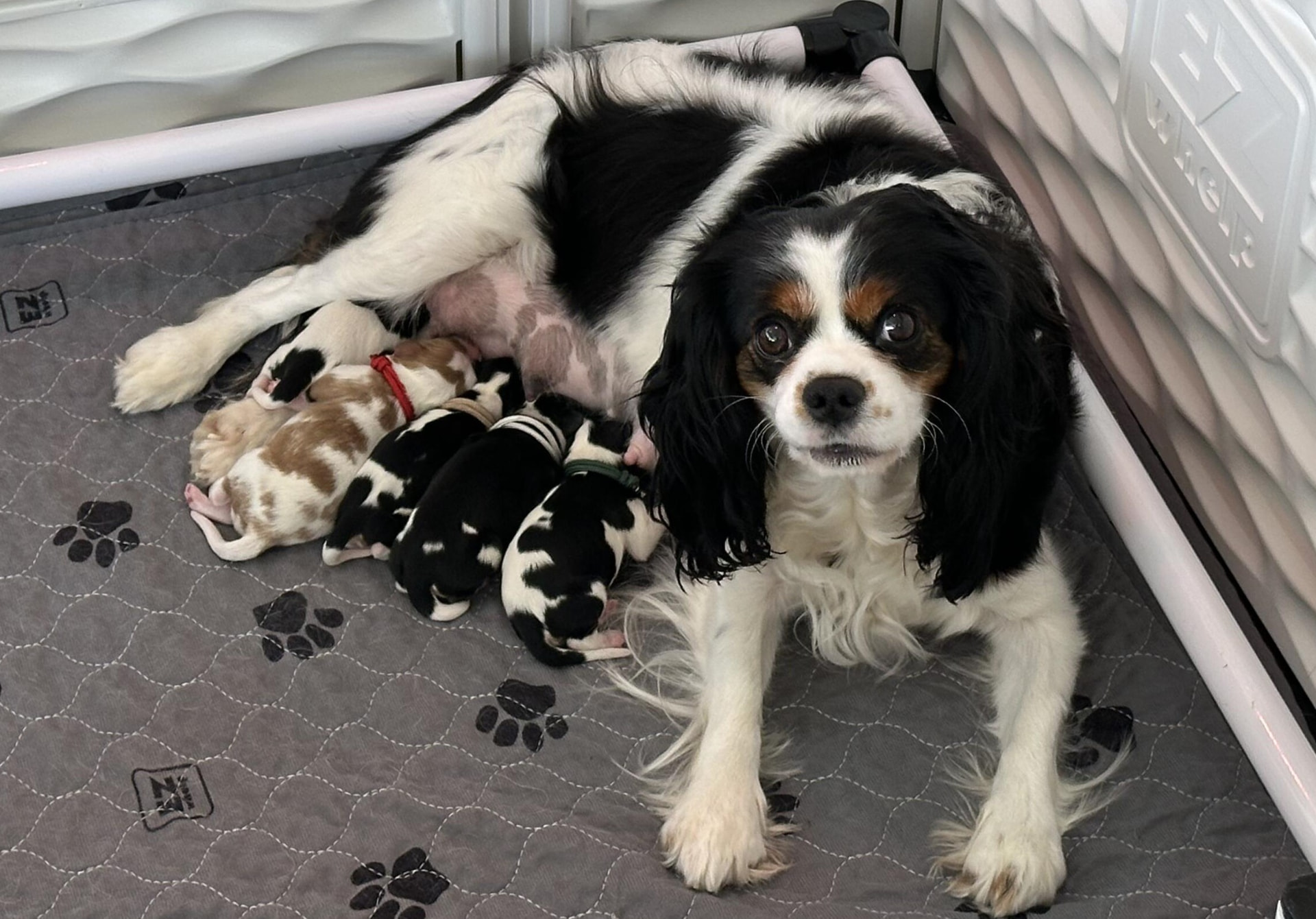 Tricolor Cavalier mother nursing a litter of newborn puppies