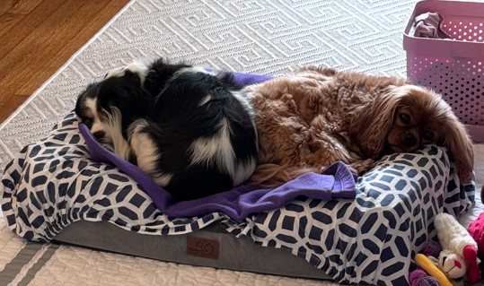 Two Cavalier King Charles Spaniels sleeping side by side on a dog bed