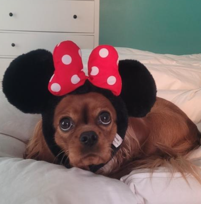 Gracie, a Ruby Cavalier King Charles Spaniel