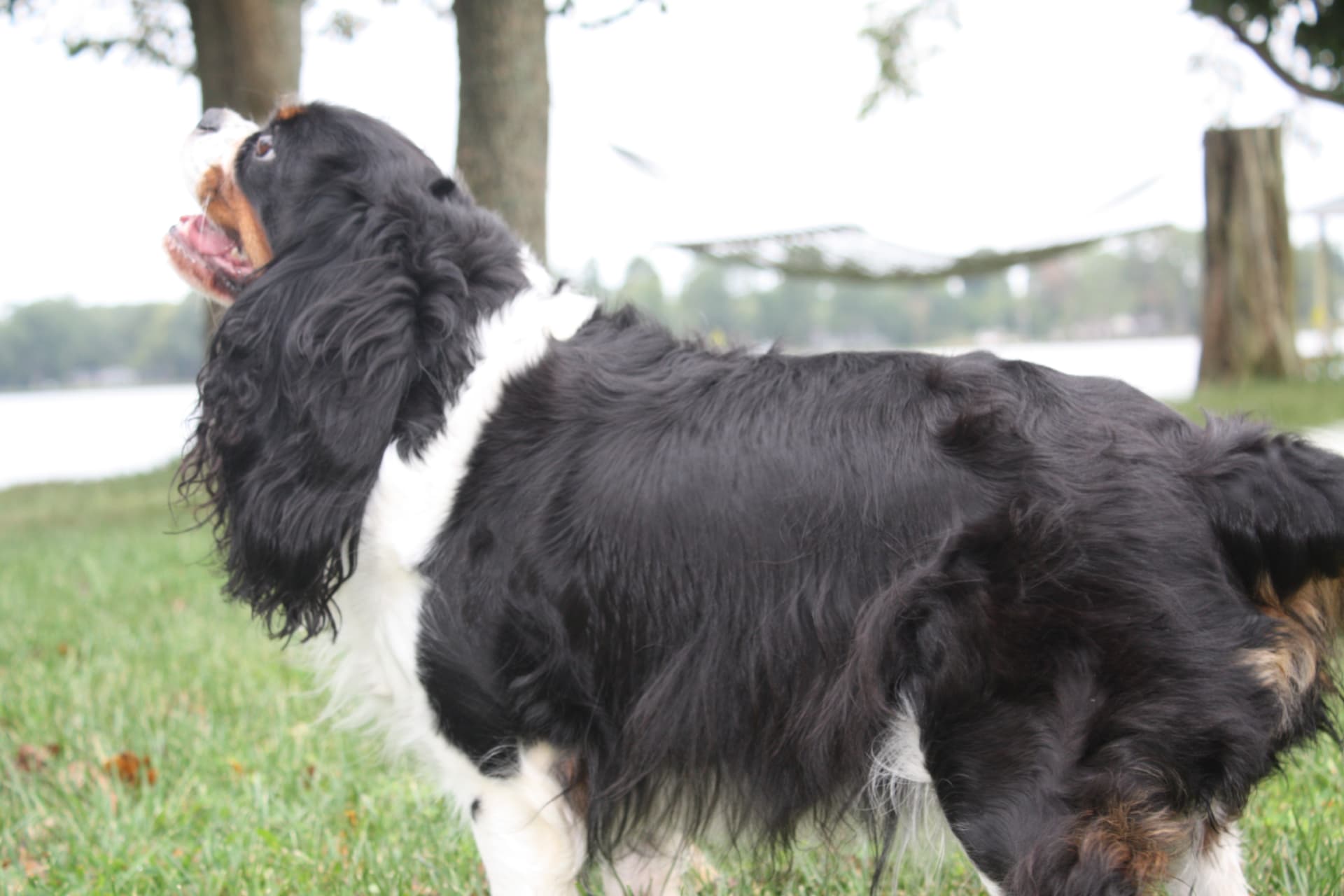 Shelbie, a Tricolor Cavalier King Charles Spaniel