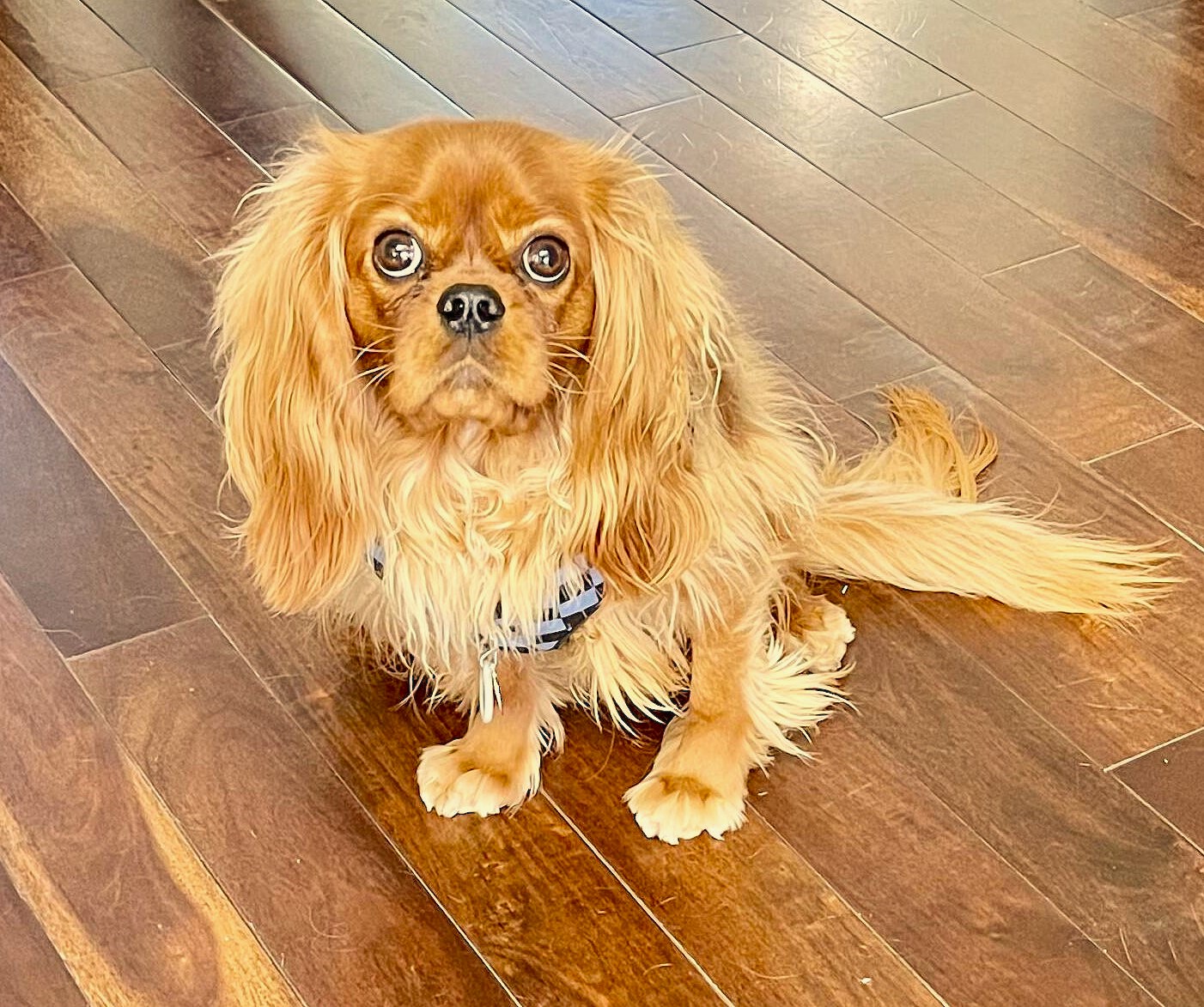 Remy, a Ruby Cavalier King Charles Spaniel