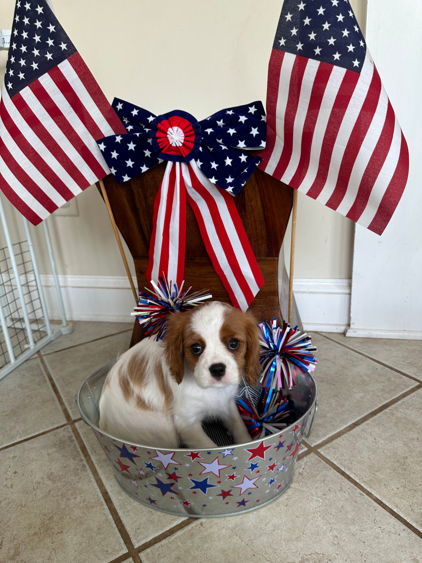 Blenheim Cavalier puppy in a star-covered tub with American flags