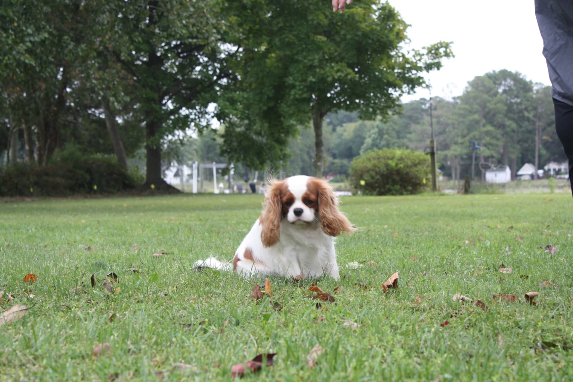 Sasha, a Blenheim Cavalier King Charles Spaniel