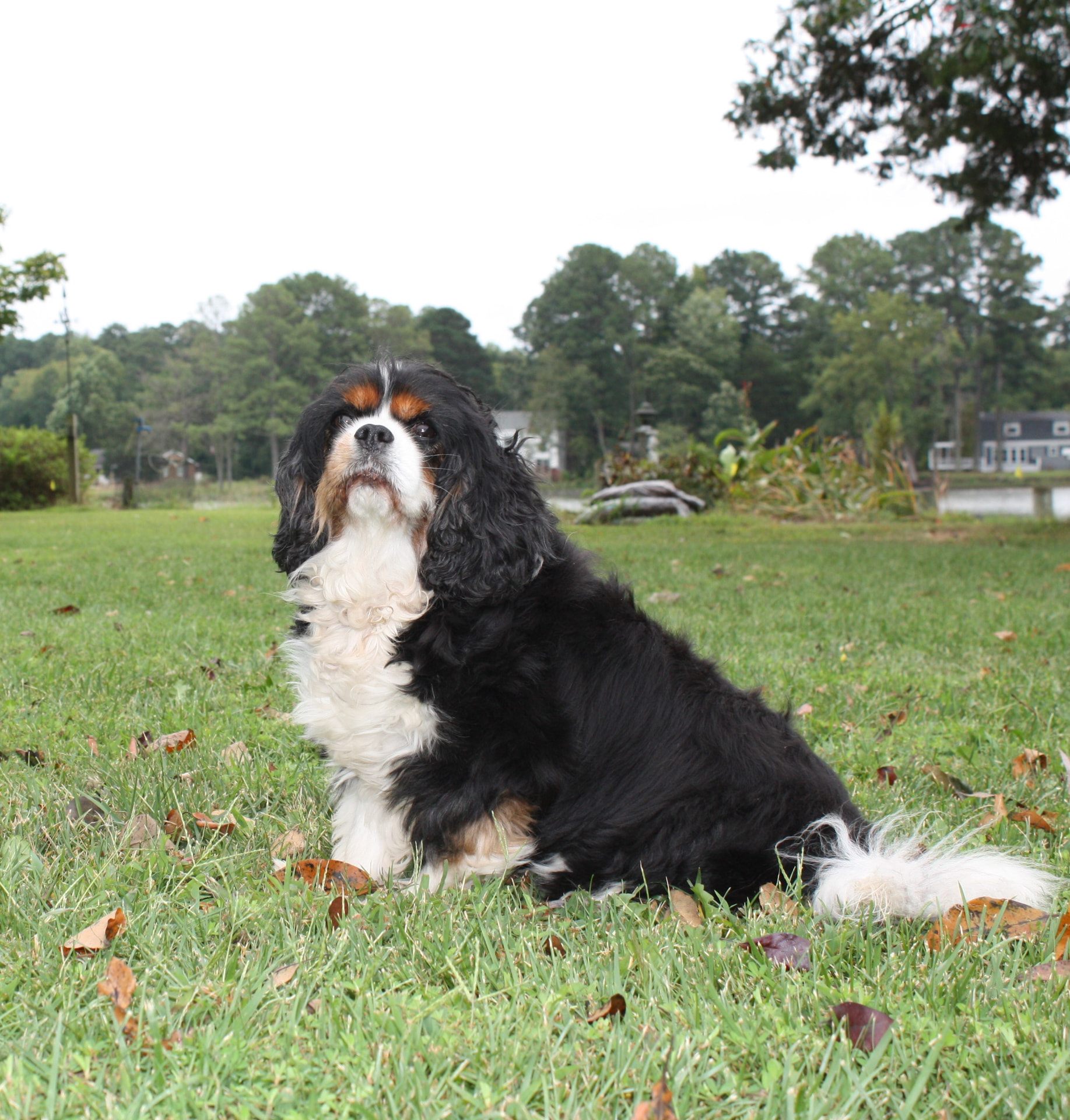 Izzie, photo 2