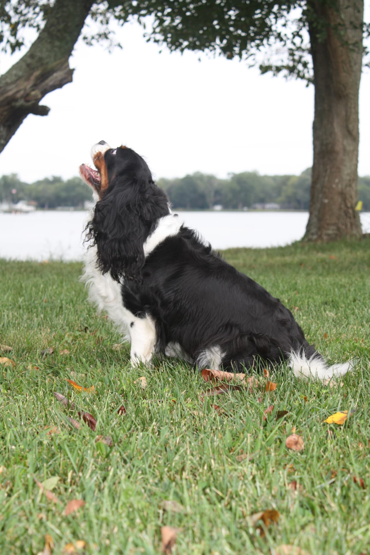 Skylar, a Tricolor Cavalier King Charles Spaniel